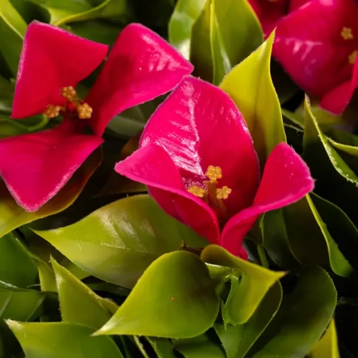 AZORES - Imagen 4